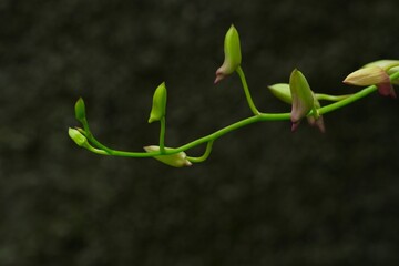 Buds of Dendrobium bigibbum, cooktown orchid, mauve butterfly on white background. Bunga anggrek larat © Sakha