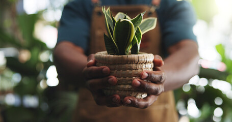 Pot, leaf and growth with hands in store for florist, environmental care and gardening check. Sustainability, organic and nursery product with person and plant in shop for quality assurance and eco