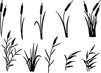 Set of cattail and swamp reed silhouettes isolated on white background