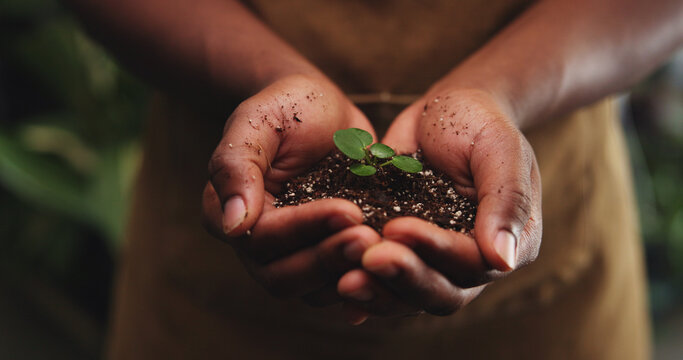 Soil, leaf and growth with hands in store for ph level inspection, environment and gardening check. Sustainability, organic fertilizer and compost with person and plant for quality assurance