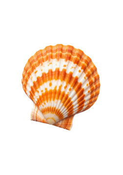 An ultra-close-up of a pristine Pecten maximus scallop seashell, vibrant orange stripes on creamy white, isolated against a transparent background with copy space, concept of marine natural beauty