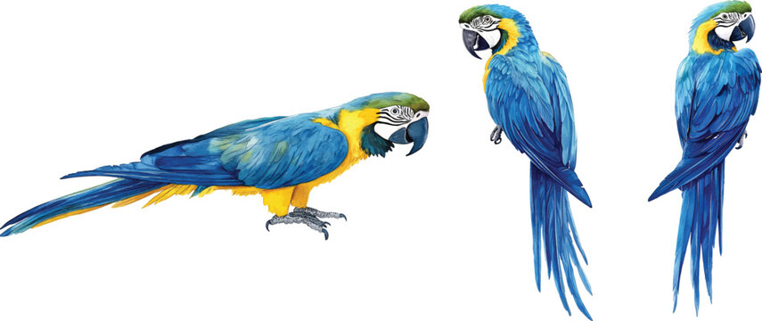 set of Blue-and-gold Macaw Watercolor Painting vector illustration