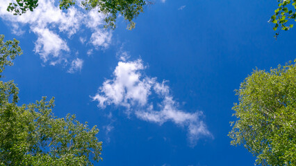 Trees and sky. Green tree branches against a blue sky and clouds.