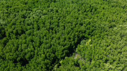 aerial view of dark green forest Abundant natural ecosystems of rainforest. Concept of nature forest preservation and reforestation.	