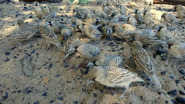 A flock of sociable weavers (Philetairus socius) feeding on the ground, Kalahari desert, South Africa