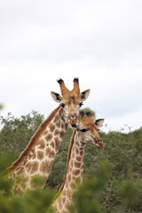 Fototapeta premium Two giraffes standing in a natural habitat with green trees in the background. African wildlife