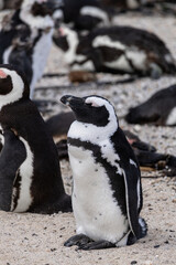 Obraz premium Spectacled penguin standing on sandy beach in South Africa. Close up of african penguin bird in natural habitat for wildlife concept.