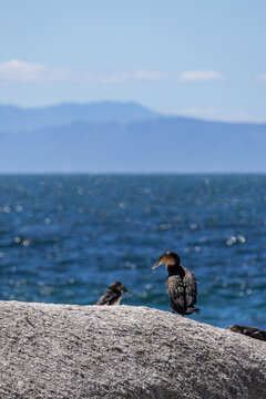 Cape cormorant and young bird standing on rock outcrop with the ocean and distant mountain in background on a sunny day. Wildlife and nature concept for travel.