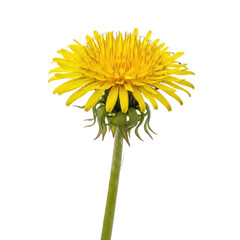 Fototapeta premium Yellow Dandelion Flower Isolated Black Background