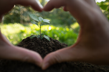 A close-up shot framing a young plant through a heart shape made by hands. Focusing on nature with love and a clear vision for environmental conservation.