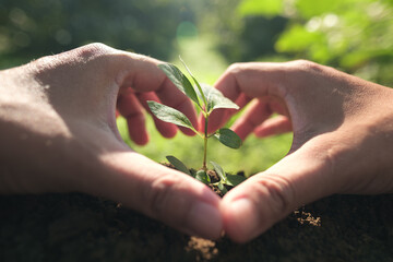 Hands forming a heart shape around a young green plant. Symbol of love for nature, environmental protection, and a commitment to a sustainable earth.