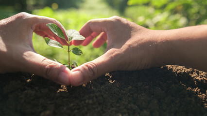 Hands forming a heart shape around a young green plant. Symbol of love for nature, environmental protection, and a commitment to a sustainable earth.