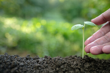 A hand tenderly touching a small seedling with a water droplet. Concept of compassionate care, environmental awareness, and a commitment to a sustainable future.