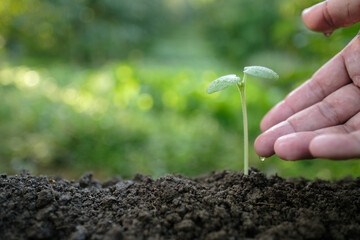 A hand tenderly touching a small seedling with a water droplet. Concept of compassionate care, environmental awareness, and a commitment to a sustainable future.