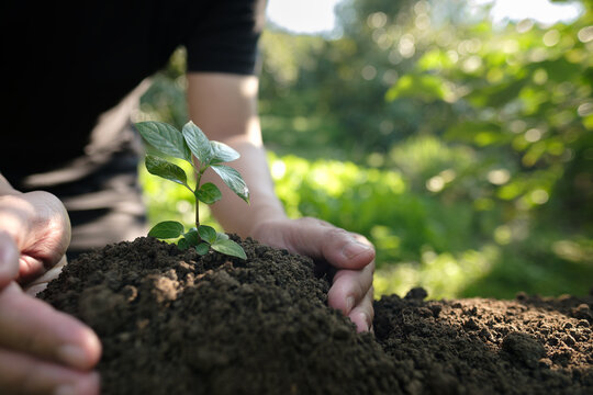 Hands planting a young tree for World Environment Day. Concept of ecosystem restoration, forest conservation, and people taking care of the planet.