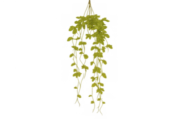 Hanging green plant with fresh foliage and trailing leaves, decorative vine element, transparent background