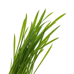 Naklejka premium Fresh Green Grass Blades Water Droplets Black Background