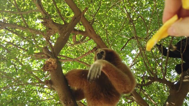 A cute red-haired gibbon lazily stretches out its paws for a treat from a human hand. The animal lives in the park at large.