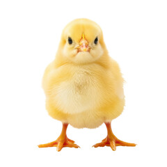 Fototapeta premium Cute Chick Front View Isolated Black Background