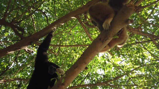 A black gibbon snatches a treat from a human hand. The animal lives in the park at large.
