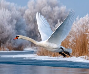 White swan flying low over frozen river in winter