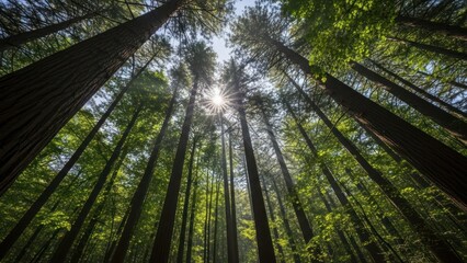 Towering trees reaching towards the sunlight above