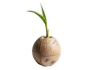Sprouting coconut isolated on transparent background