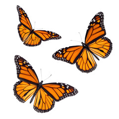 An image featuring three Monarch butterflies with a transparent background. The butterflies are depicted in vibrant orange and black colors, showcasing their intricate wing patterns.