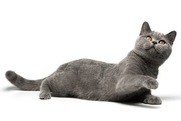 British shorthair cat with blue and grey fur lying plays joyfully energetic feline is pawing at the air, on a white background