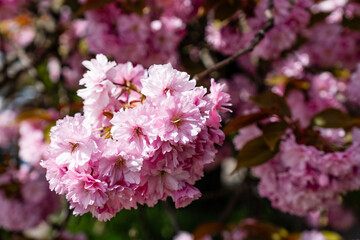 Bright pink cherry blossoms, like fluffy clouds, bloomed on branches covered with delicate leaves