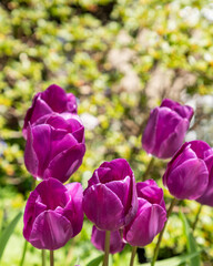 Bunch of tulips close up spring flowers blooming in garden landscape spring time