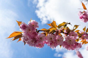 Bright pink cherry blossoms, like fluffy clouds, bloomed on branches covered with delicate leaves against blue sky