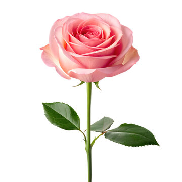 A single, fully bloomed pink rose with a long green stem and leaves, set against a transparent background.