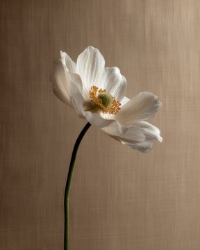Single white anemone on neutral beige linen background for luxury branding editorial layouts wedding stationery packaging design and beauty campaigns

