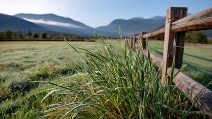 Dew-covered grass glowing in early morning light with mountains and a split-rail fence in background. 
