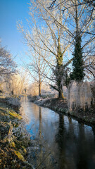 Obraz premium winter morning landscape by the river in Backi Petrovac, Vojvodina province