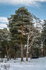 Winter forest with trees covered with snow. Pine tree trunks illuminated by sunbeams. Off-road car in the forest.