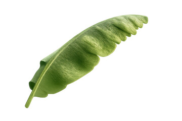 Banana leaf showing fresh green tropical plant texture with transparent background, exotic botanical foliage element