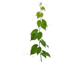 Green vine with leaves isolated on transparent background