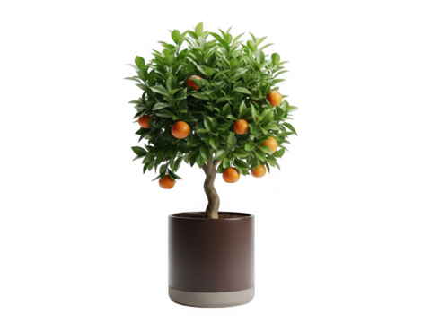 Vibrant orange tree in pot isolated on transparent background - Powered by Adobe