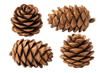 Four natural cedar pine cones with earthy brown, highly textured, overlapping scales in various orientations, isolated on a transparent background with copy space, natural simplicity concept