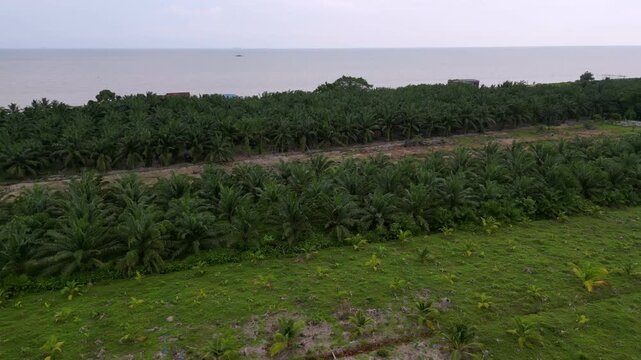 Aerial view green oil palm beside sea Pantai Parit Hailam, Batu Pahat.