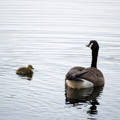 Obraz premium Mama Goose and Baby