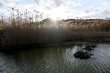 Golden reeds along a peaceful wetland shore backlit by bright afternoon sun. The warm sunlight creates a glowing haze over the water and wild vegetation, capturing a serene natural atmosphere.