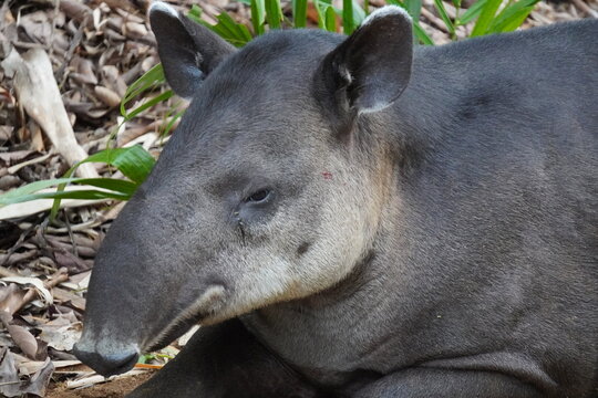 black and white horse