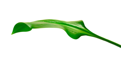 Elegant Green Leaf on Black Background
