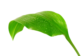 Fresh Green Leaf with Water Droplets
