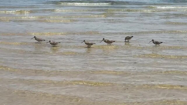flock of  bar-tailed godwit birds walking in shallow water at the the beach in Sydney, Australia