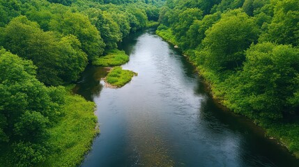 Peaceful Forest River Landscape with Lush Green Trees and Clear Blue Sky during Summer