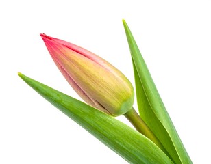 A single tulip bud, pink and yellow petals, green stem and leaves, white background